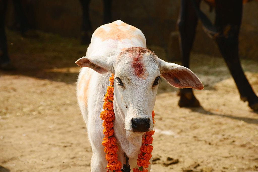 Cattle trade ban: Kerala assembly to convene special session on 8 June Cattle trade ban: Kerala assembly to convene special session on 8 June