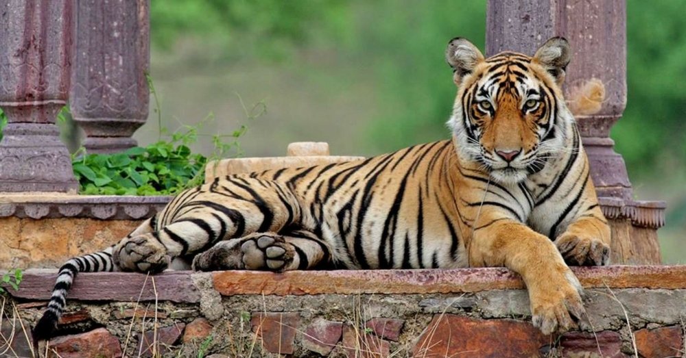 A Tribute To Machli The Most Photographed Tiger In The World