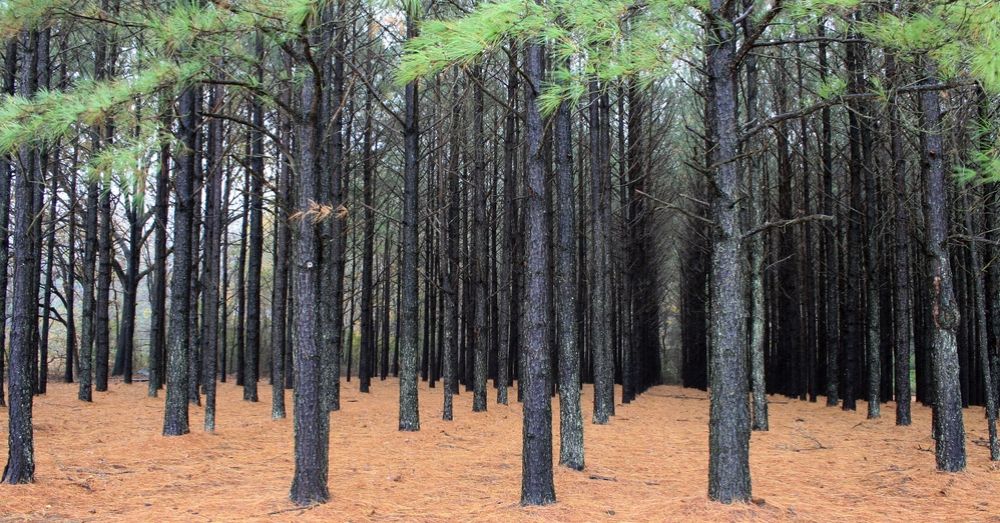 Plantation Forests Are Not Good For The Environment