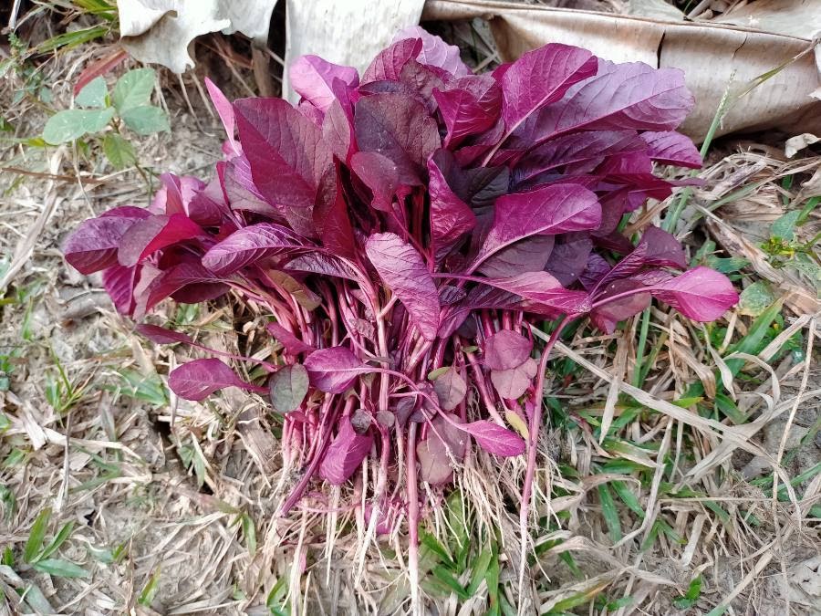 World Health Day 2020 The Benefit Of Eating Red Amaranth
