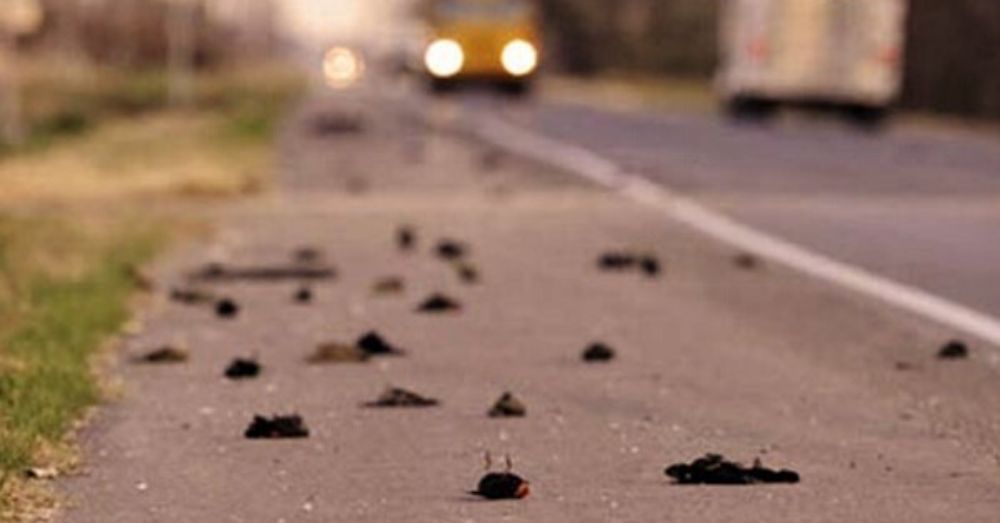 What Is The Mystery Behind The Mass Suicide Of Migratory Birds In Assam Every Year?