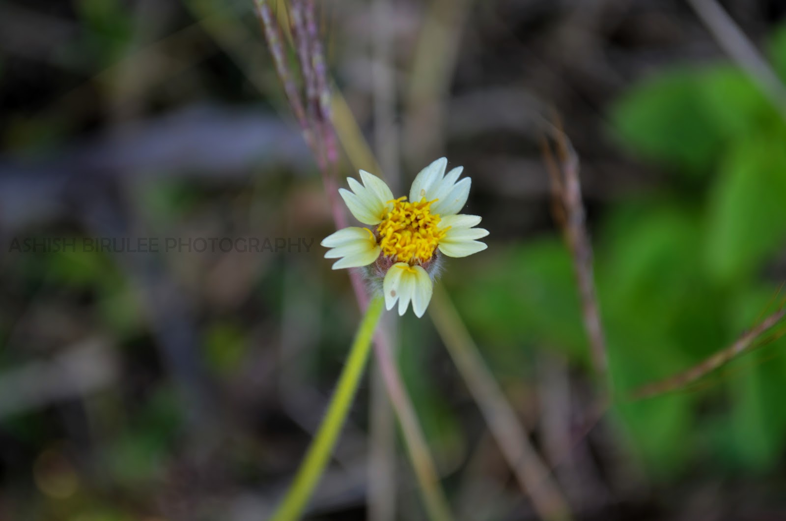 Natural Medicines That Can Be Used To Heal Cuts And Wounds