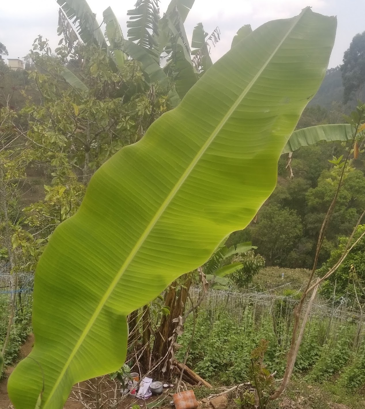 Paliyar Tribals In Tamil Nadu And Use Of Banana And Plantain Trees