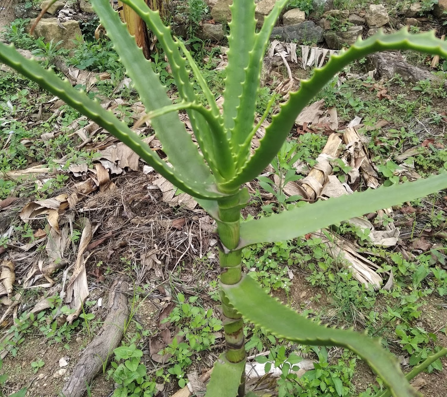 Herbal Plants That The Paliyar Tribals In Tamil Nadu Use As Medicine
