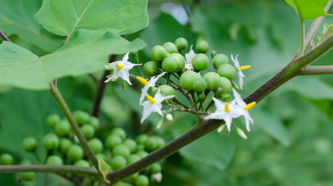 Herbal Plants That The Paliyar Tribals In Tamil Nadu Use As Medicine