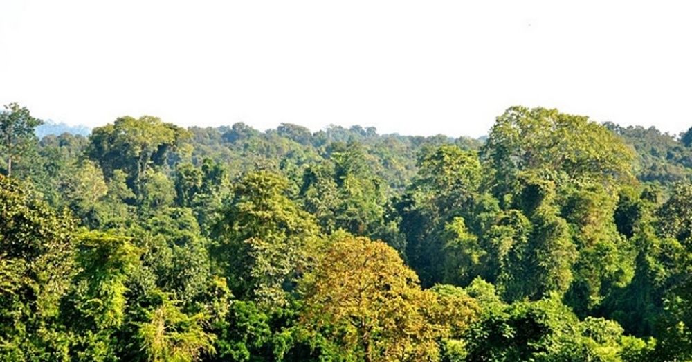 What Are Land Sinks? Why Are They Not Useful In Climate Change?