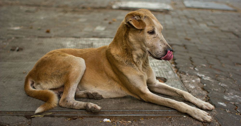 stray-dogs-should-be-treated-with-kindness-youth-ki-awaaz